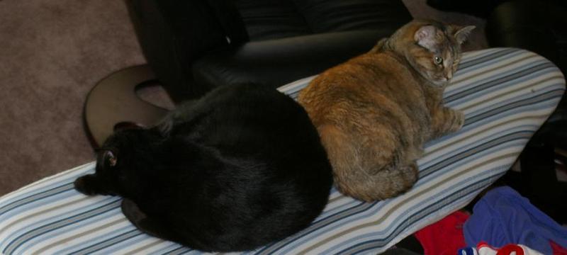 cats ironing board.jpg